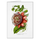 Search for passiflora Botanical