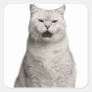 Search for british shorthair cat stickers Nature
