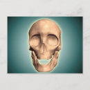 Search for human bones postcards Physiology
