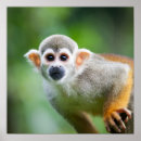 Search for monkey posters Close up