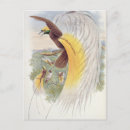 Search for oiseau Gould