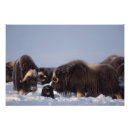Search for muskox posters North slope
