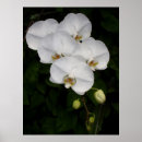 Search for phalaenopsis posters Botanical