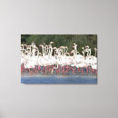 Search for wade canvas prints Wildlife