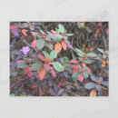 Search for purple tree postcards Autumn