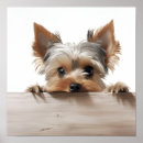 Search for terrier photography Adorable