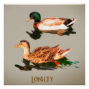 Search for mallard ducks posters Birds