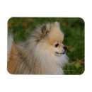 Search for spitz magnets Loulou