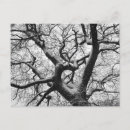 Search for white bark postcards Nature