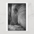 Search for elephant face postcards Animal