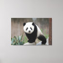 Search for mammal canvas prints Bear