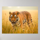 Search for bengal tiger posters Beautiful