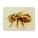 Search for bee image magnets Animal