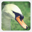 Search for bird face stickers Wildlife