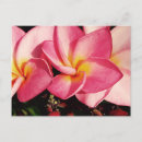 Search for leis postcards Tropical