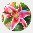 Search for pink stargazer lilies stickers Tropical