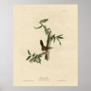 Search for audubon birds posters Lithograph