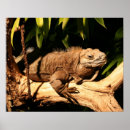 Search for endangered posters Rare