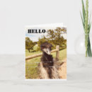 Search for ostrich photography Birthday