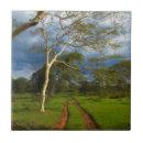 Search for acacia tiles Colour image