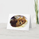 Search for pomeranian birthday cards Photography