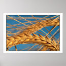 Search for corn field art Wheat