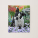Search for boston terrier puzzles Puppy