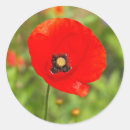Search for red poppy flower stickers Nature