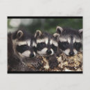 Search for cute raccoons postcards Animal