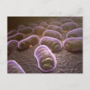 Search for cells postcards Bacterium