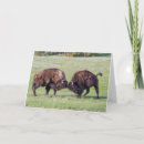 Search for american bison cards Nature