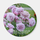 Search for rosa magnets Flower