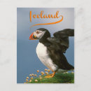 Search for puffin vertical postcards Animal
