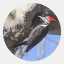 Search for pileated stickers Wildlife