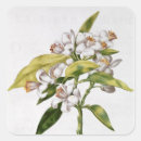 Search for nicola stickers 17th