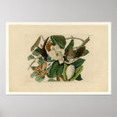 Search for cuckoo posters Birds of america