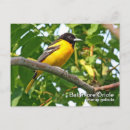Search for icterus galbula Nature