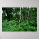 Search for silver posters Fern