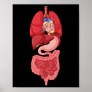 Search for organ anatomy posters Diagram