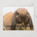 Search for lop postcards Bunny