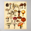 Search for vintage mushroom posters Toadstools