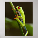 Search for tree frog posters Vertical