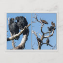 Search for scavenger postcards Wildlife