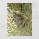 Search for cottontail Animals