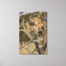 Search for wildcats canvas prints Big cat