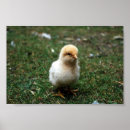Search for in the buff posters Bird