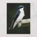 Search for tree swallows postcards Bird