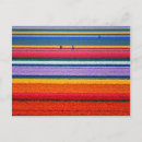 Search for flower bulbs postcards Tulips
