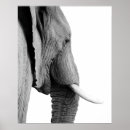 Search for black and white elephant posters Wild
