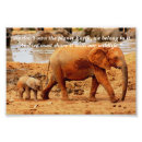 Search for elephant photos posters Wildlife